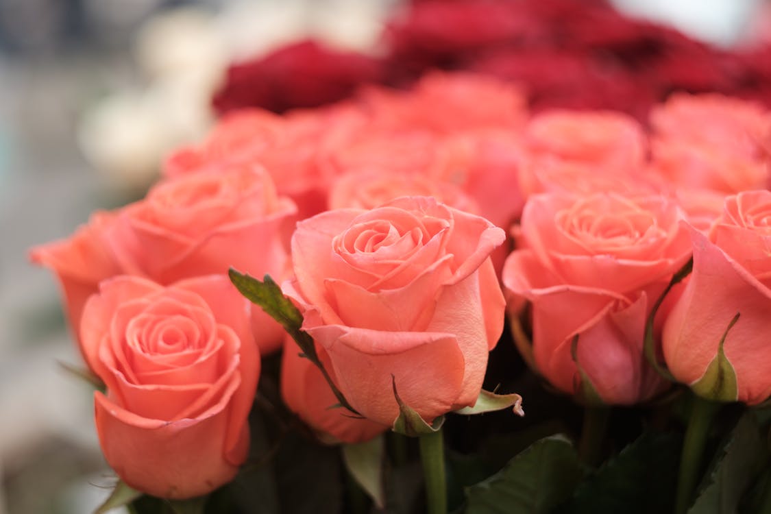 粉紅玫瑰的特寫照片