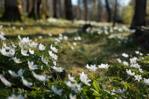 Free Capture of white anemone flowers blooming in a sunny forest clearing during springtime. Stock Photo