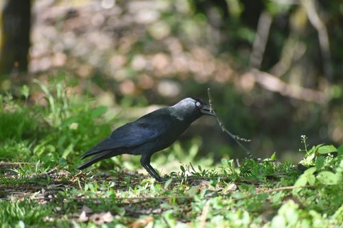 Free A black bird foraging for sticks in a lush, sunlit forest area. Stock Photo