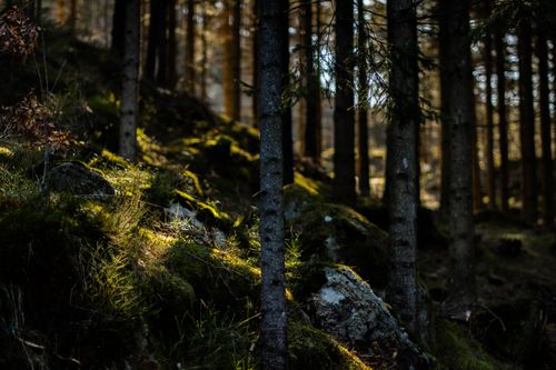 Free Peaceful forest landscape with sunlight filtering through trees illuminating the mossy ground. Stock Photo