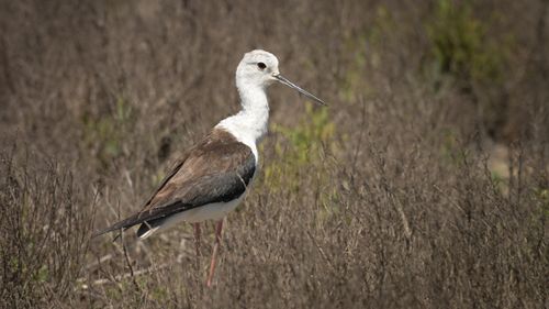 Free Close-up of a black-winged stilt standing in a dry grassy field. Stock Photo
