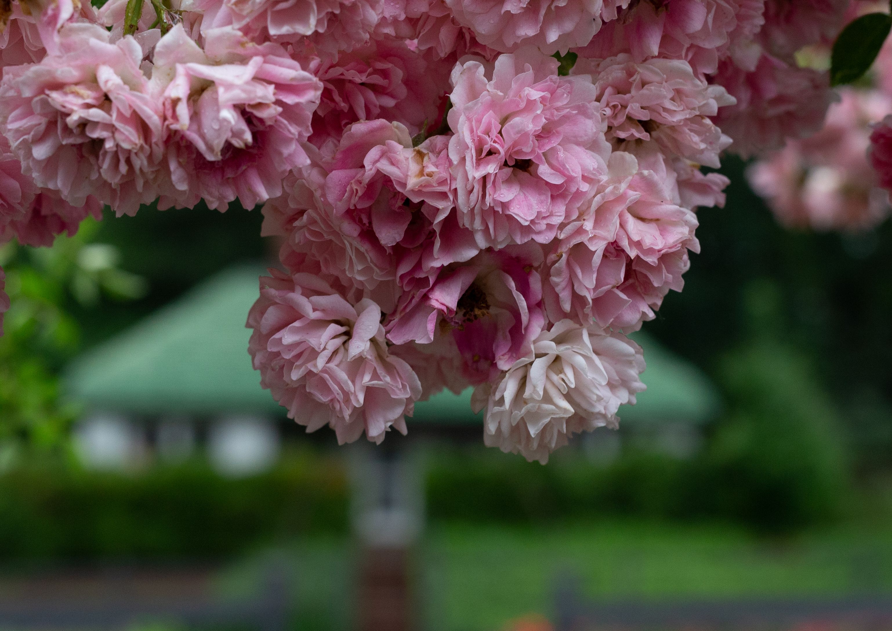 [ColoSach]-close-up-of-beautiful-pink-rose-flowers-in-full-bloom-in-a-tranquil-garden-setting-during-spring.