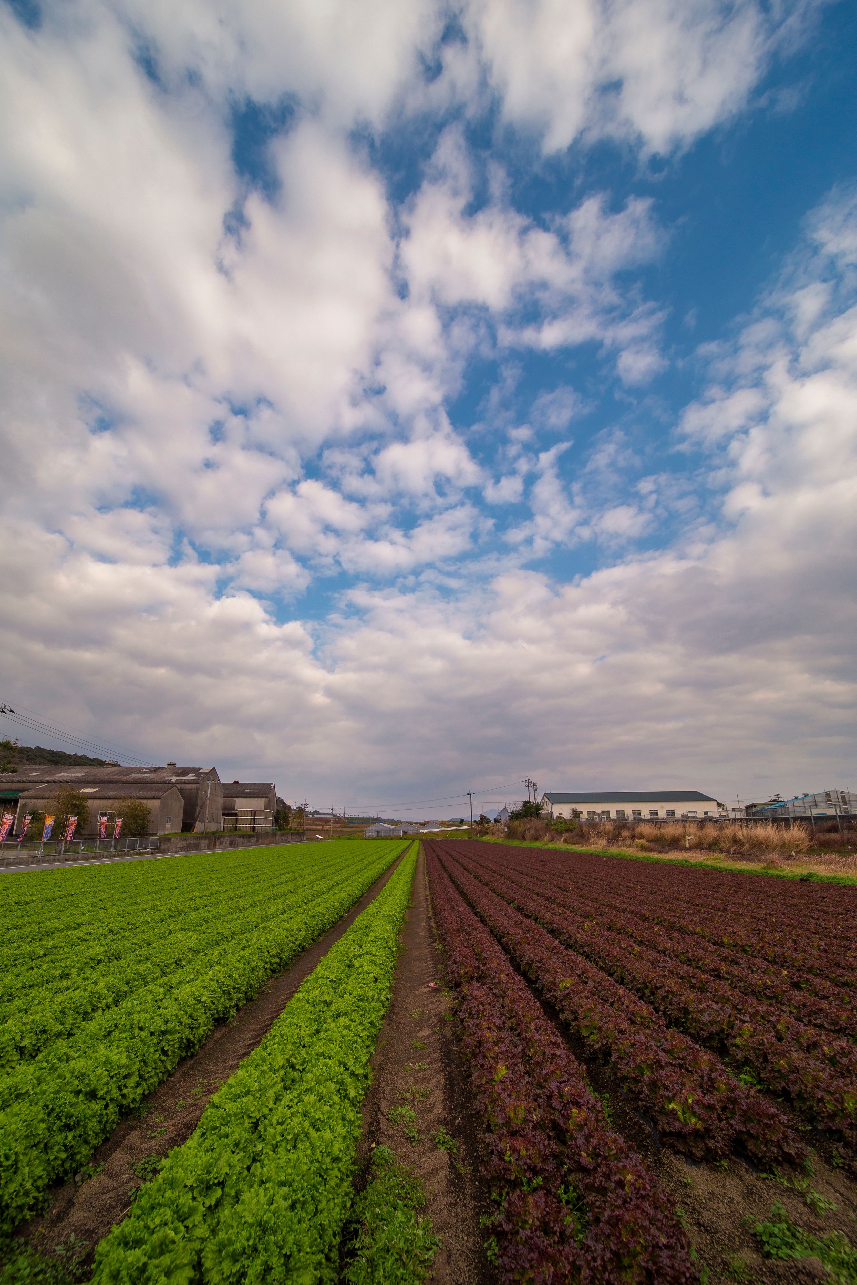 Foto de stock gratuita sobre agrícola, agricultura, al aire libre