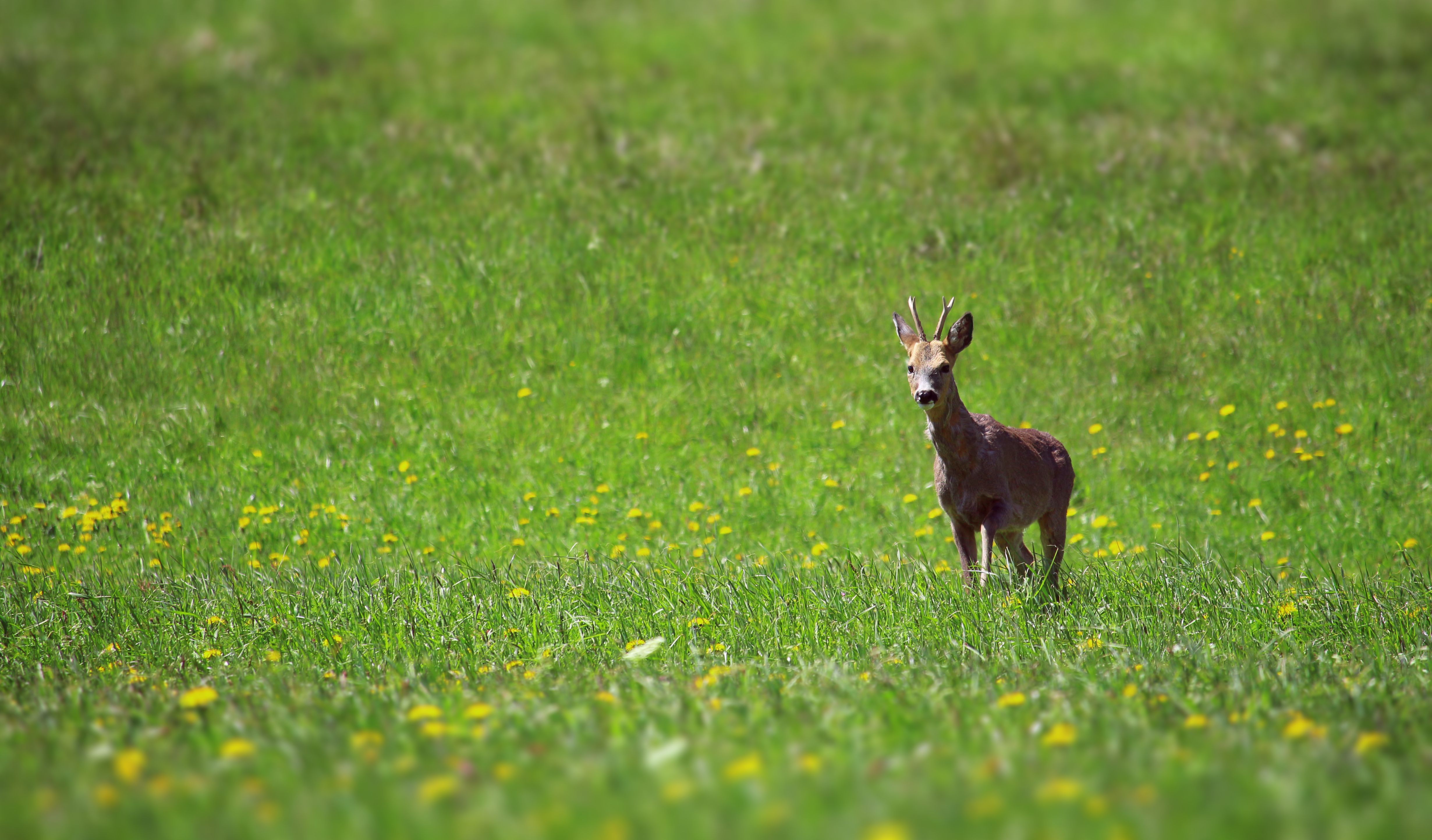 Parco Naturale Paneveggio – Pale di San Martino