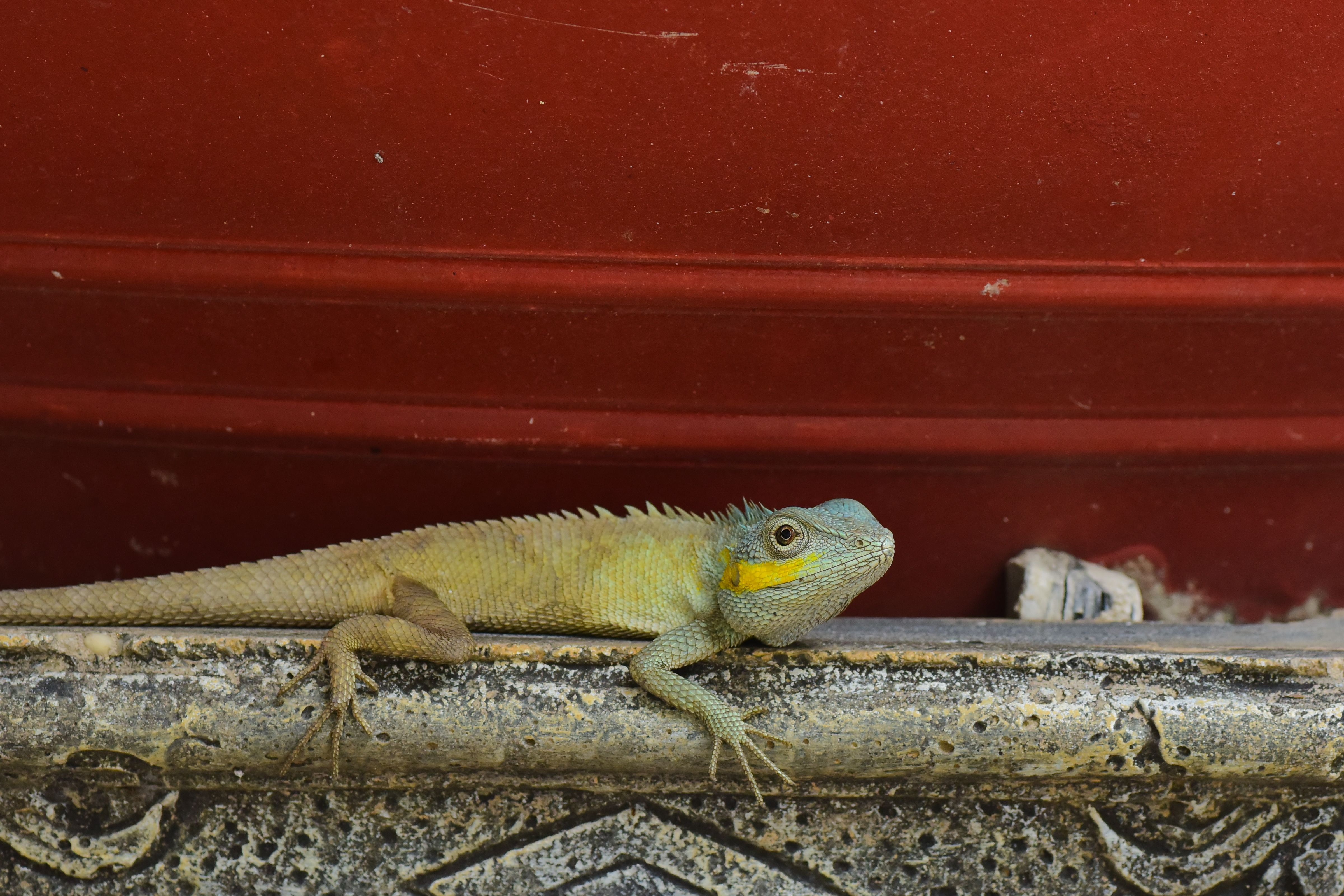 A red dragon hatchling resting beside a desert oasis while a young handler watches cautiously