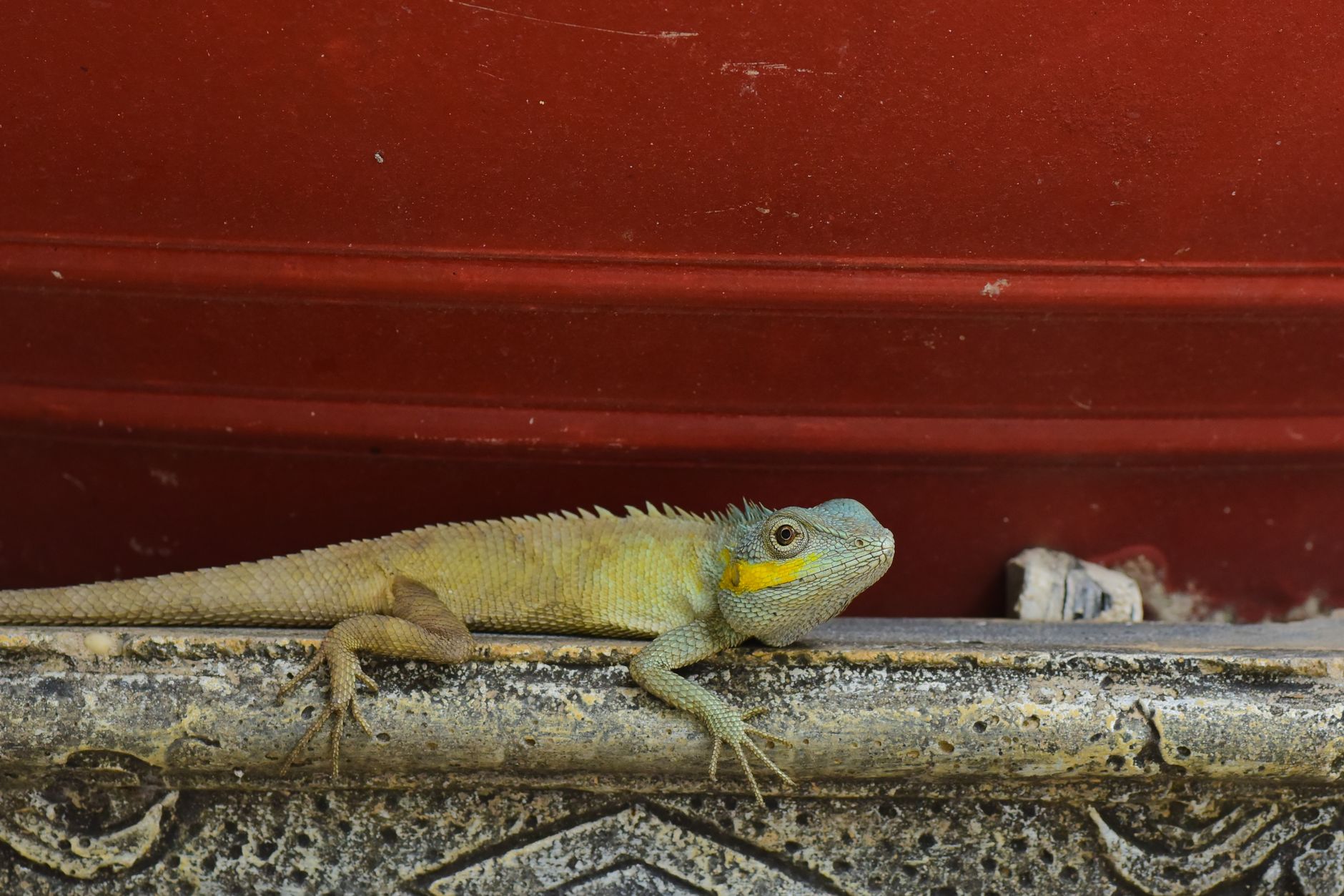A red dragon hatchling resting beside a desert oasis while a young handler watches cautiously