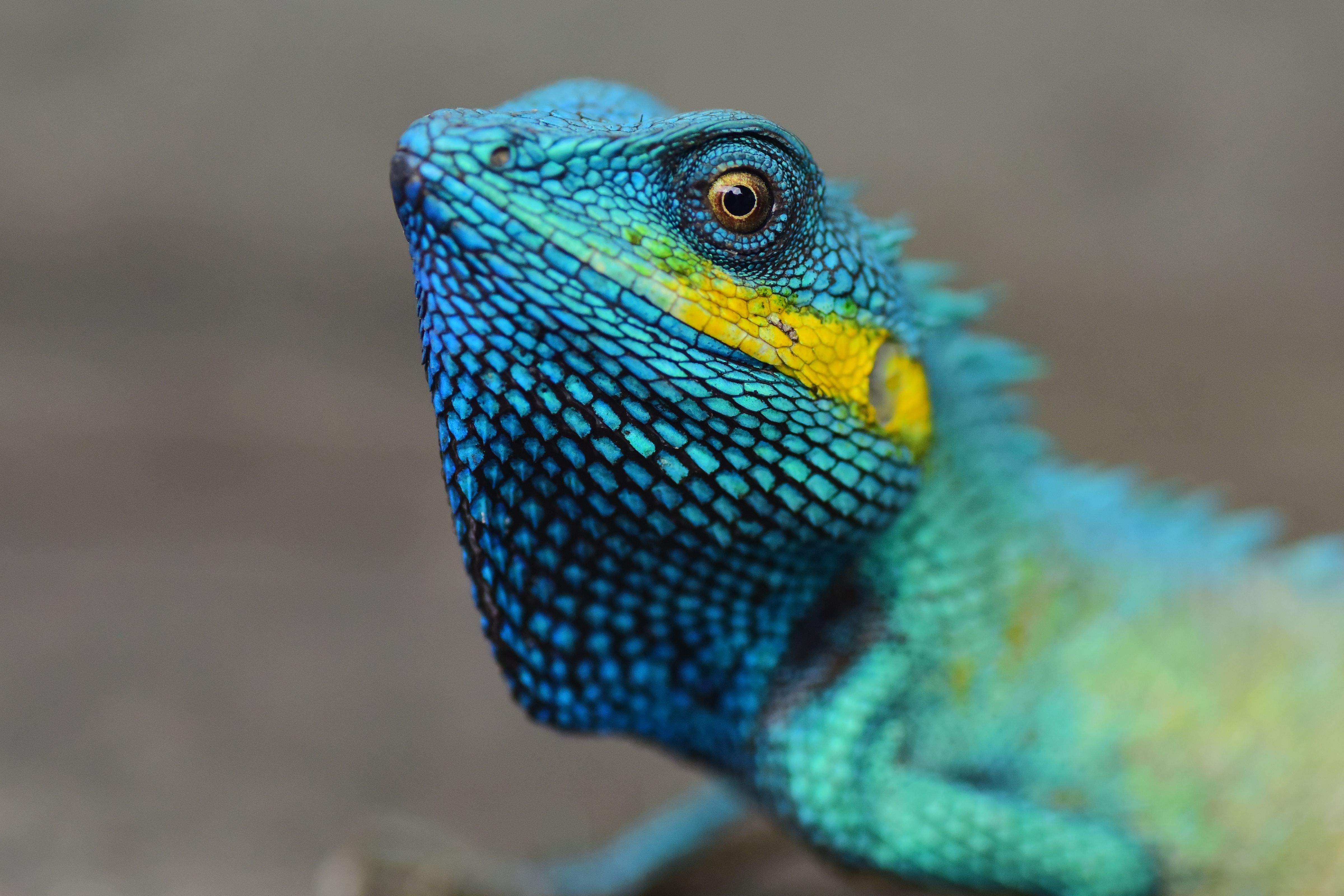Close-up of a Vibrant Blue and Yellow Lizard