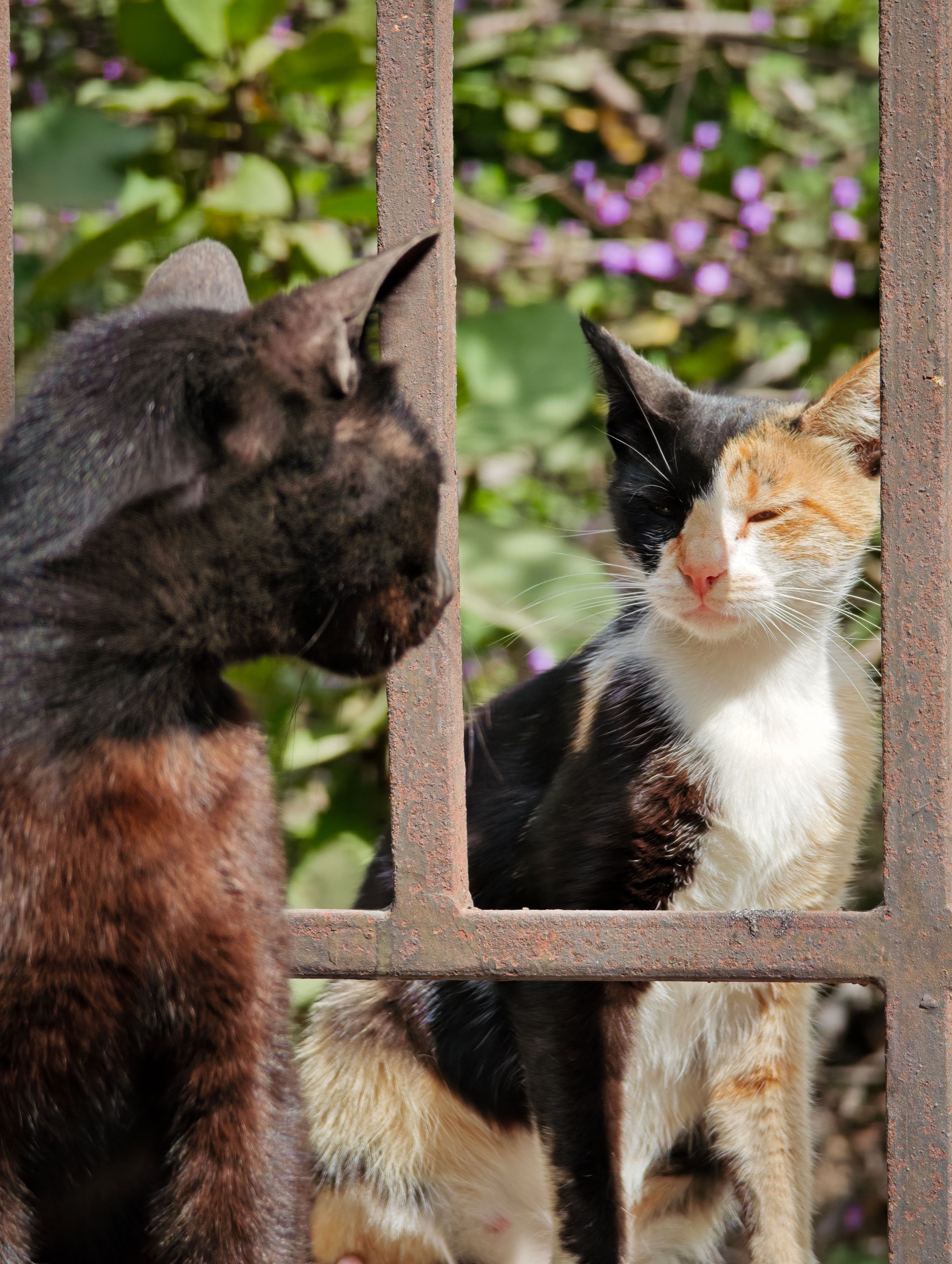 Concerning Cats