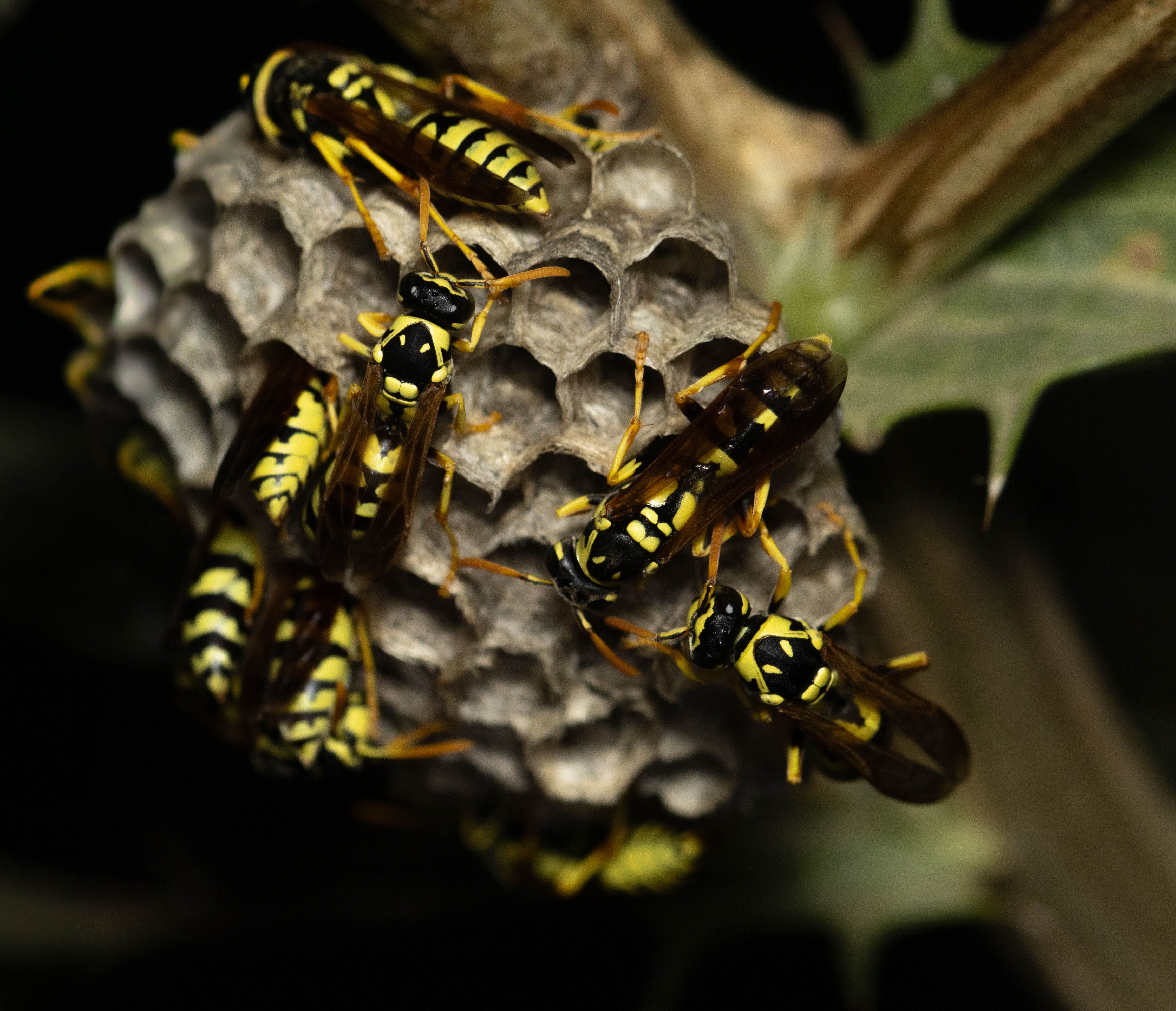 Detailed photo of yellow jacket wasps building a nest, highlighting their intricate behavior.