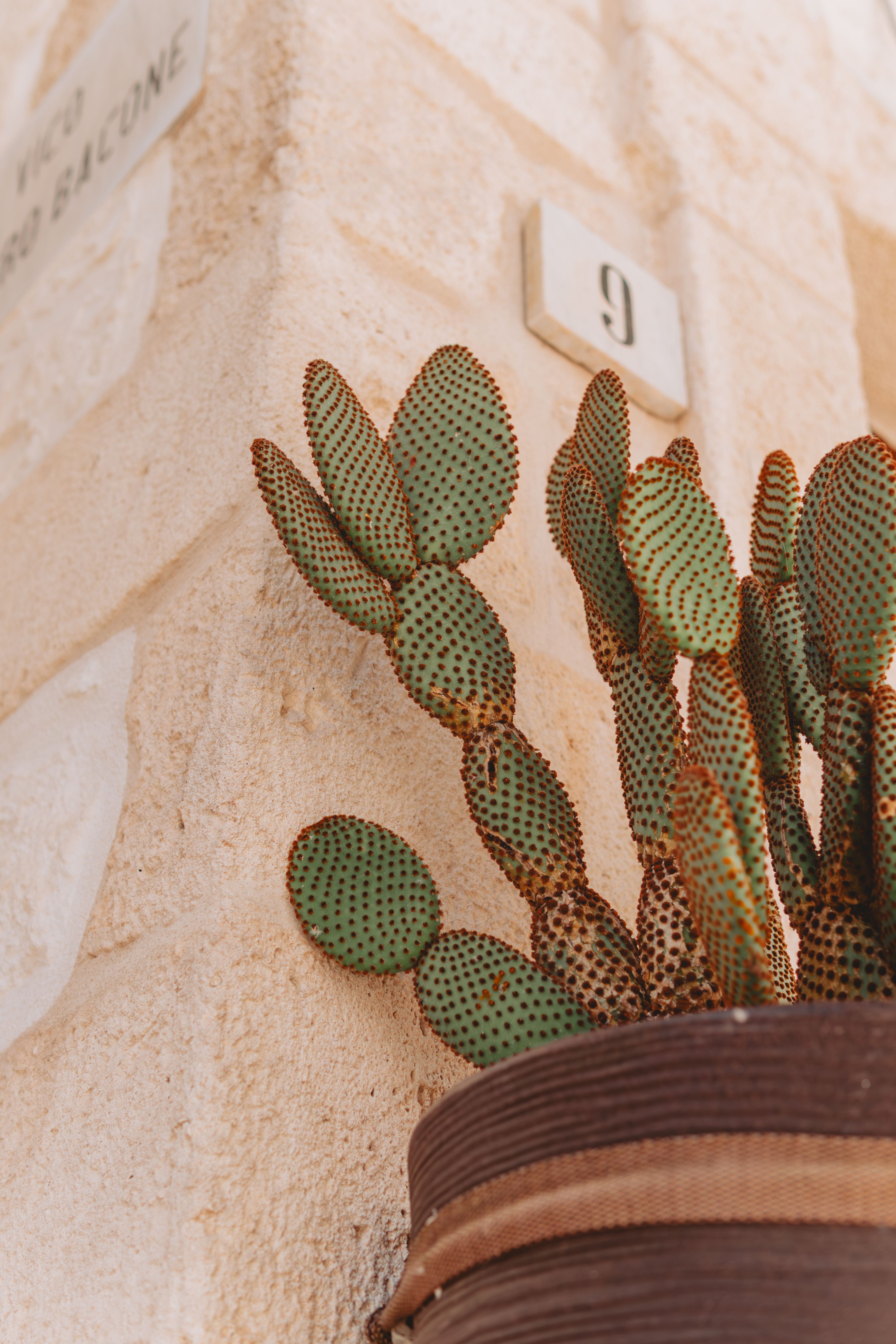 Close-up of a cactus plant in a pot, set against a stone wall in Ostuni, Apulia.