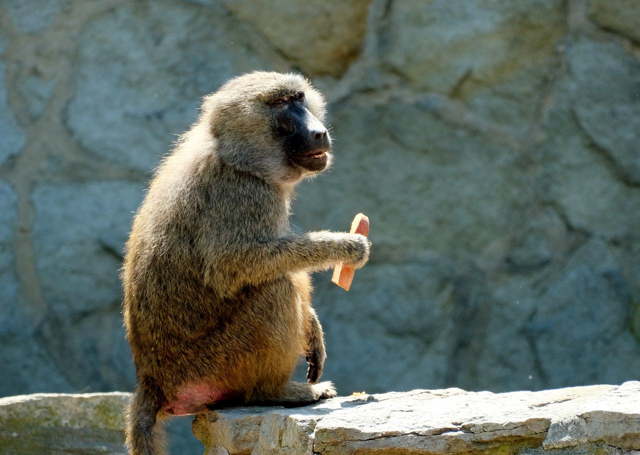 a baboon sitting on a rock enjoying a snack under bright sunlight