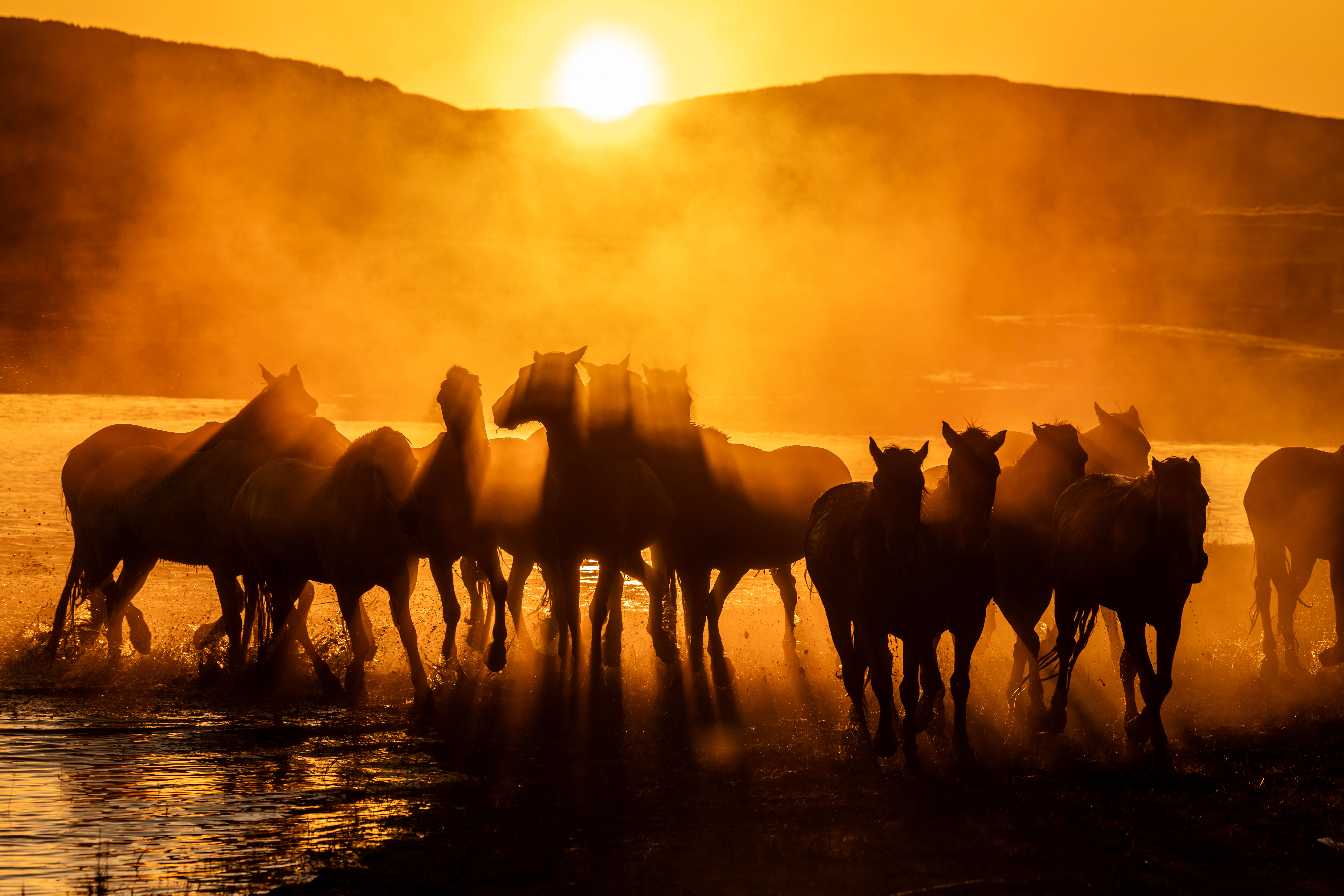 Silhouette of horses running through mist at sunset, creating a dramatic scene.