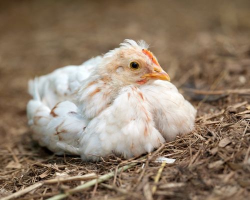 Free Peaceful white chicken resting on straw in a rural farm setting, showcasing natural beauty and tranquility. Stock Photo
