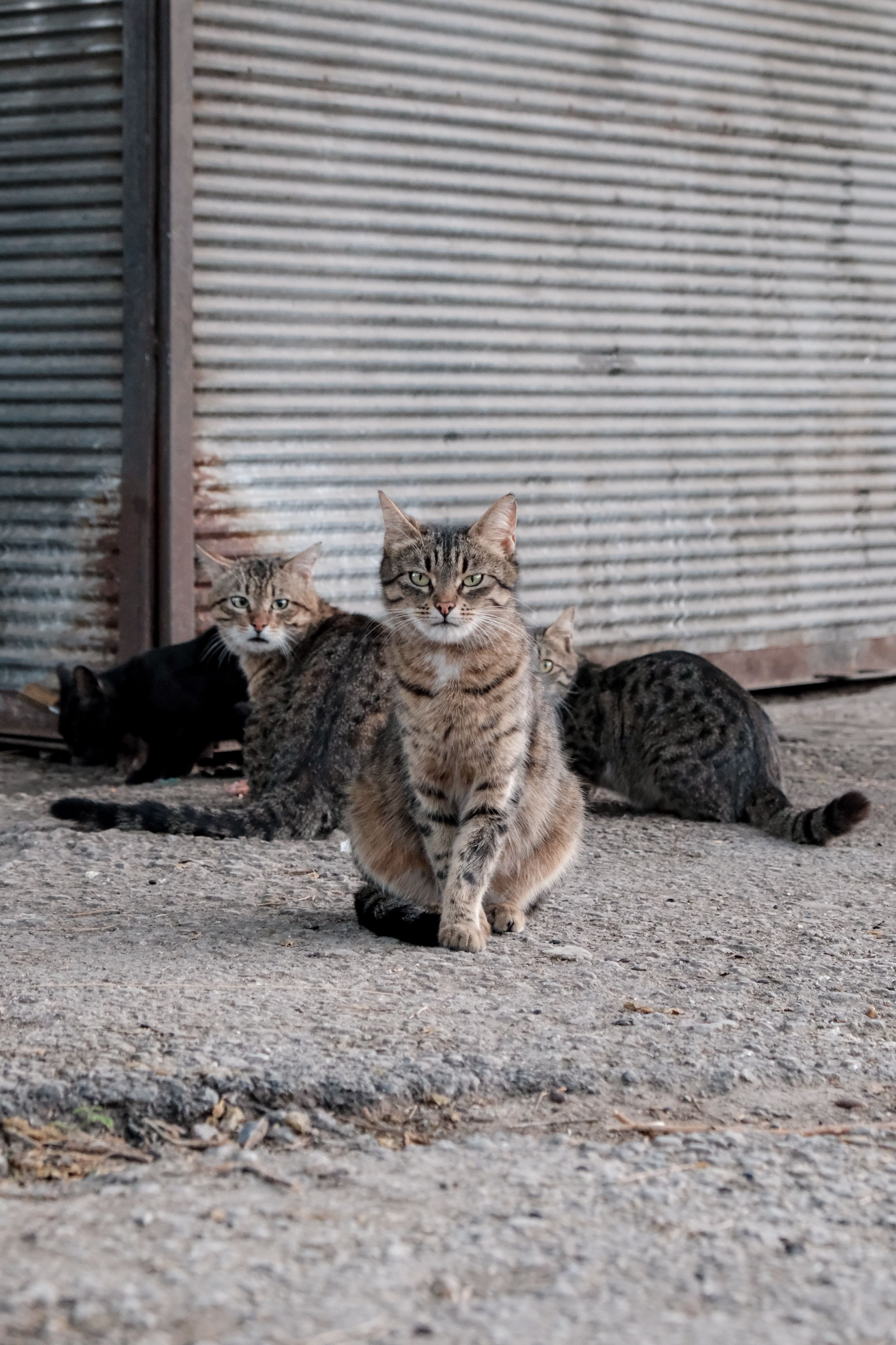 A group of stray cats rest near an industrial corrugated metal wall, showcasing their natural wild behavior.