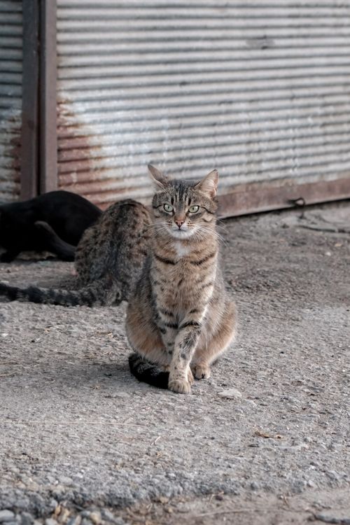 Free Tabby cat sitting on a concrete ground near a corrugated metal wall, exuding a calm demeanor outdoors. Stock Photo