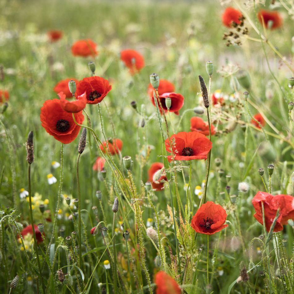 Red poppies scattered through a summer meadow — photo by Ad Hartjes on Pexels