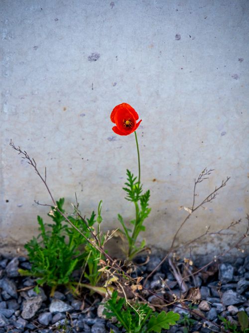 Free Lone red poppy growing by a concrete wall symbolizes resilience and nature's beauty. Stock Photo