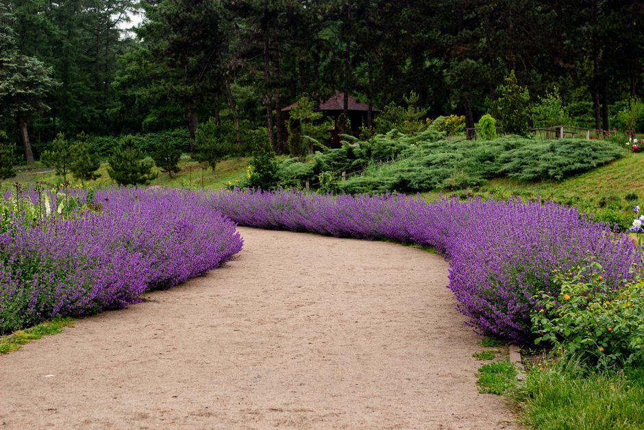 A beautiful garden pathway lined with vibrant lavender blooms