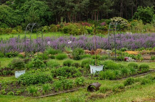 Free Vibrant garden landscape featuring lush greenery, blooming flowers, and decorative metal arches. Stock Photo