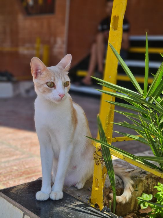 Free A cute white and orange cat sitting on a ledge outdoors, next to green plants, on a sunny day. Stock Photo