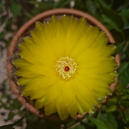 A cactus in flower, seen from directly above its pot rim. Photo by HeraTR on Pexels