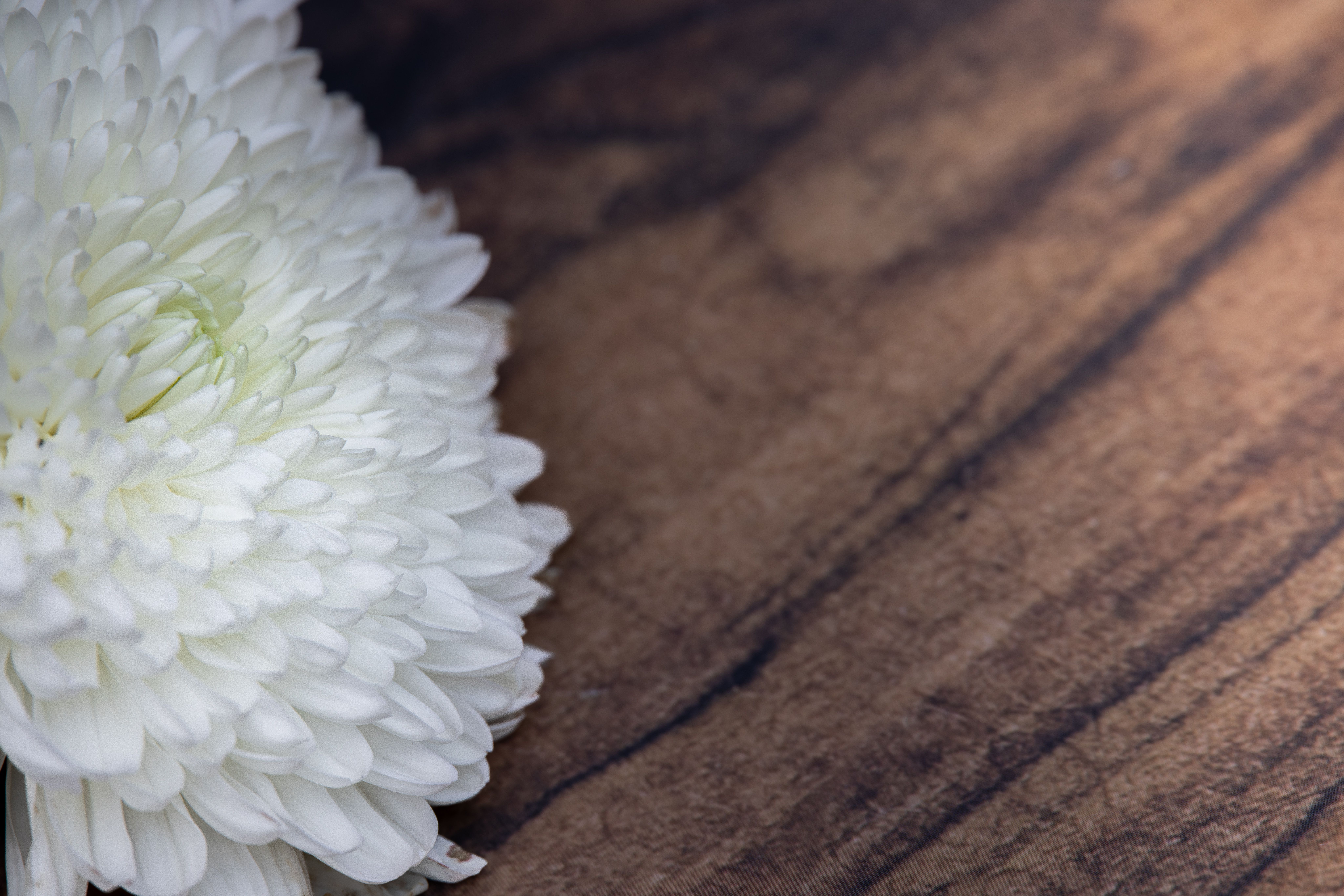 Close-up of a white chrysanthemum flower resting on a rustic wooden surface.