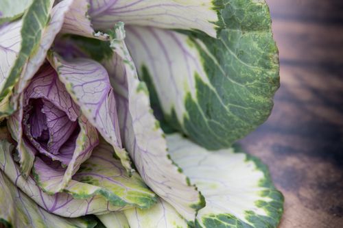 Free Detailed macro shot of an ornamental cabbage featuring vibrant purple veins and green leaves. Stock Photo