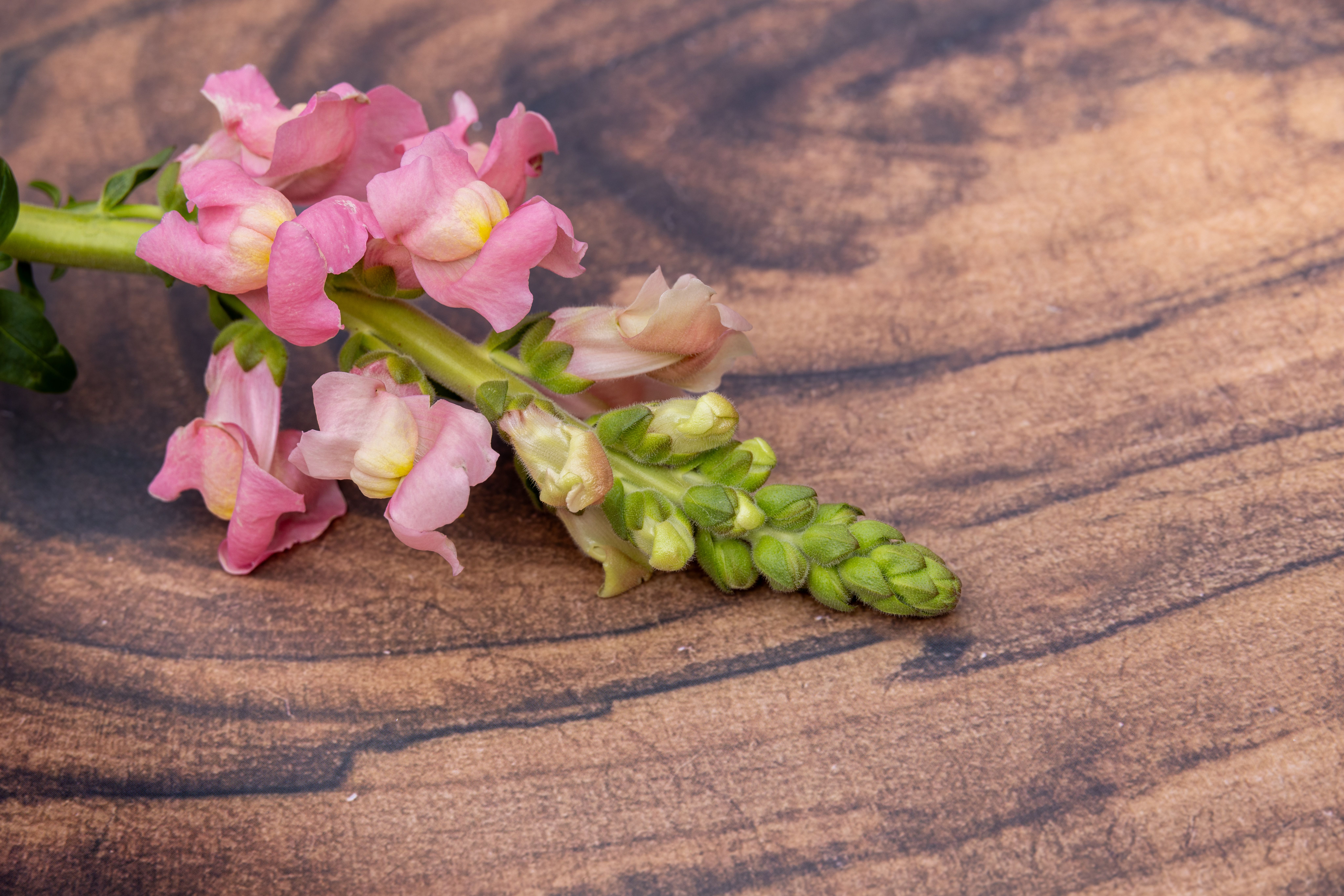 Pink Snapdragon