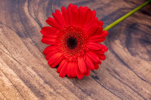 Free Close-up of a single red Gerbera Daisy placed on a rustic wooden surface, emphasizing its vibrant petals. Stock Photo