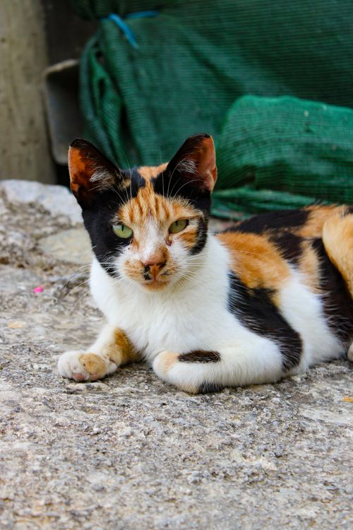 Free A calico cat resting on a stone ground outdoors, showcasing its unique coat colors. Stock Photo