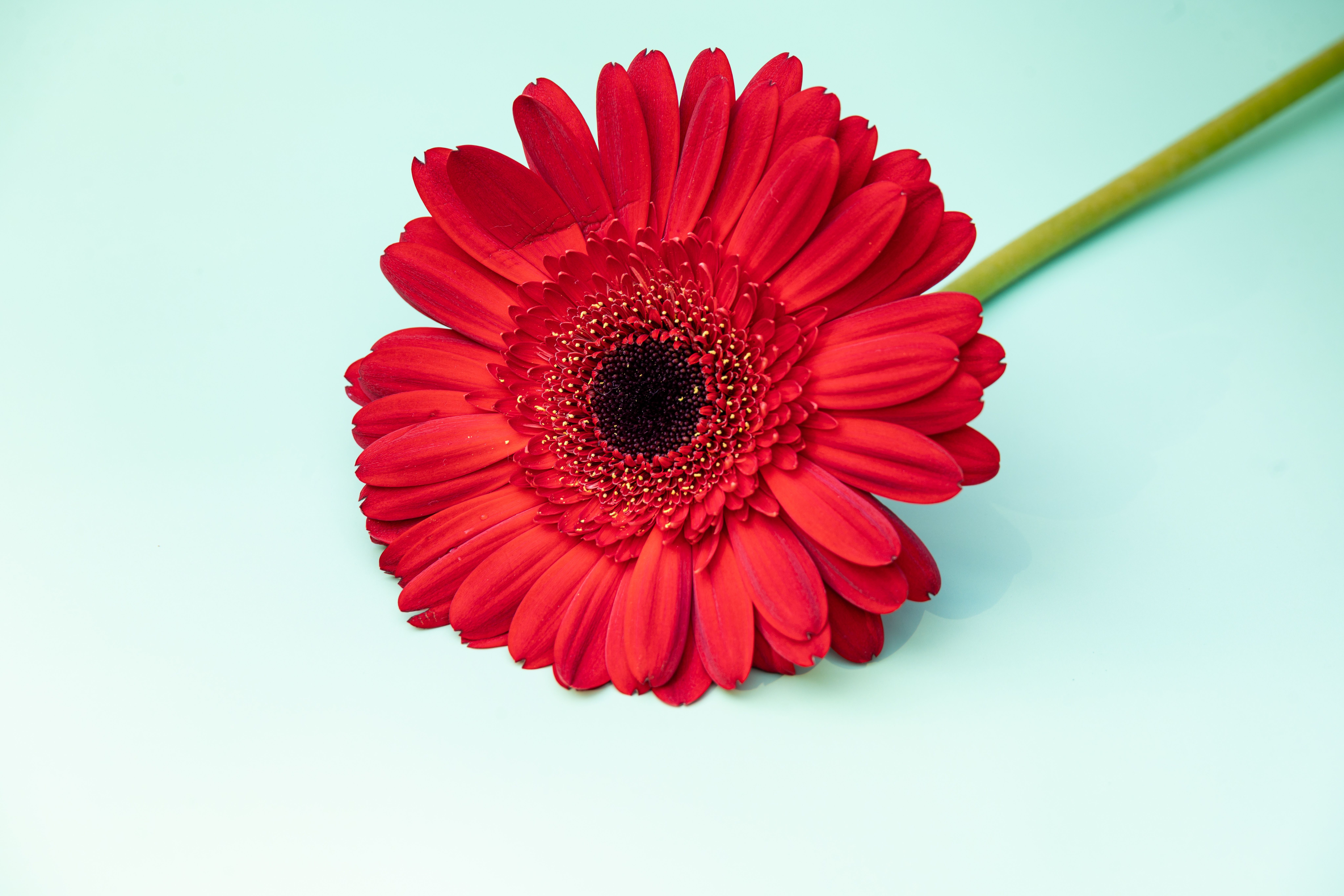 Margarita Gerbera Roja Vibrante sobre Fondo Claro · Foto de stock gratuita