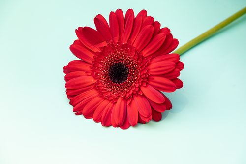 Free Close-up of a vibrant red Gerbera daisy on a pale background, showcasing its vivid petals. Stock Photo