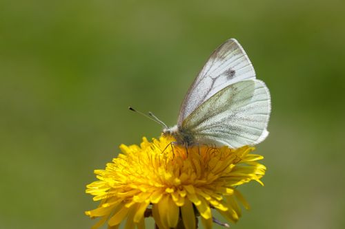 Free Close-up photo of a white butterfly perched on a vibrant yellow dandelion against a green background. Stock Photo