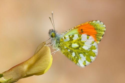 Free Close-up image of an orange tip butterfly perched on a flower bud, showcasing its vibrant colors. Stock Photo