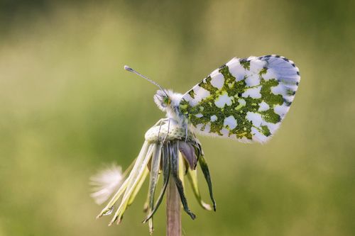 Free Detailed macro shot of an Orange Tip butterfly resting on a dandelion against a soft green background. Stock Photo