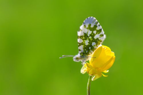 Free An Orange Tip butterfly delicately perched on a vibrant yellow wildflower against a green blurred background. Stock Photo
