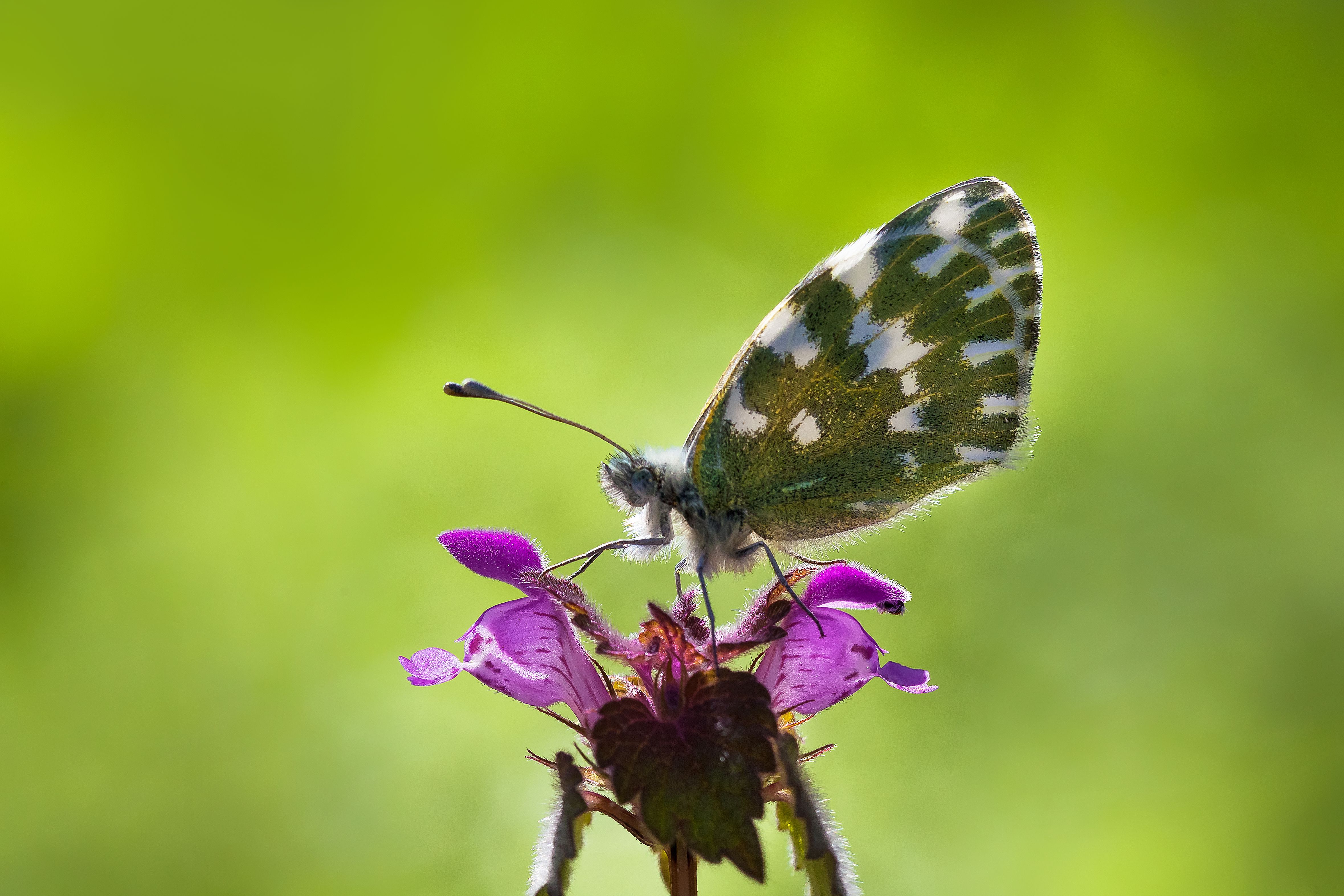 Foto: Abdullah Elgumus / Pexels