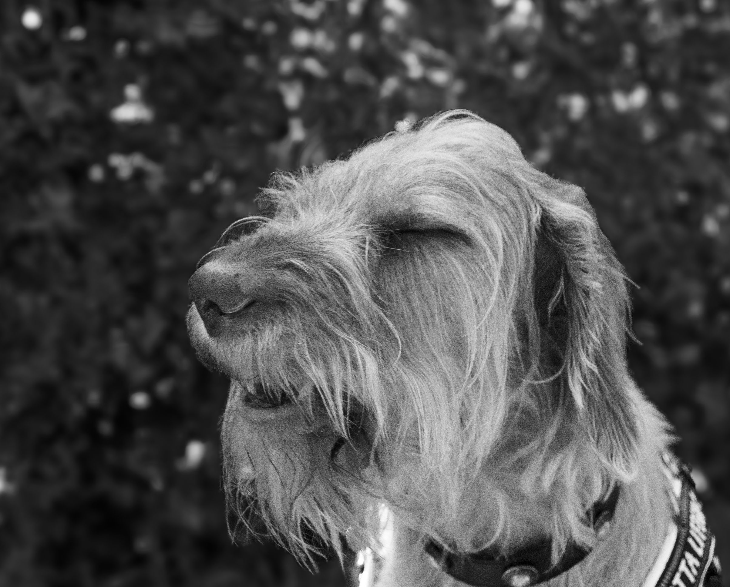 Veterinary care for a dog