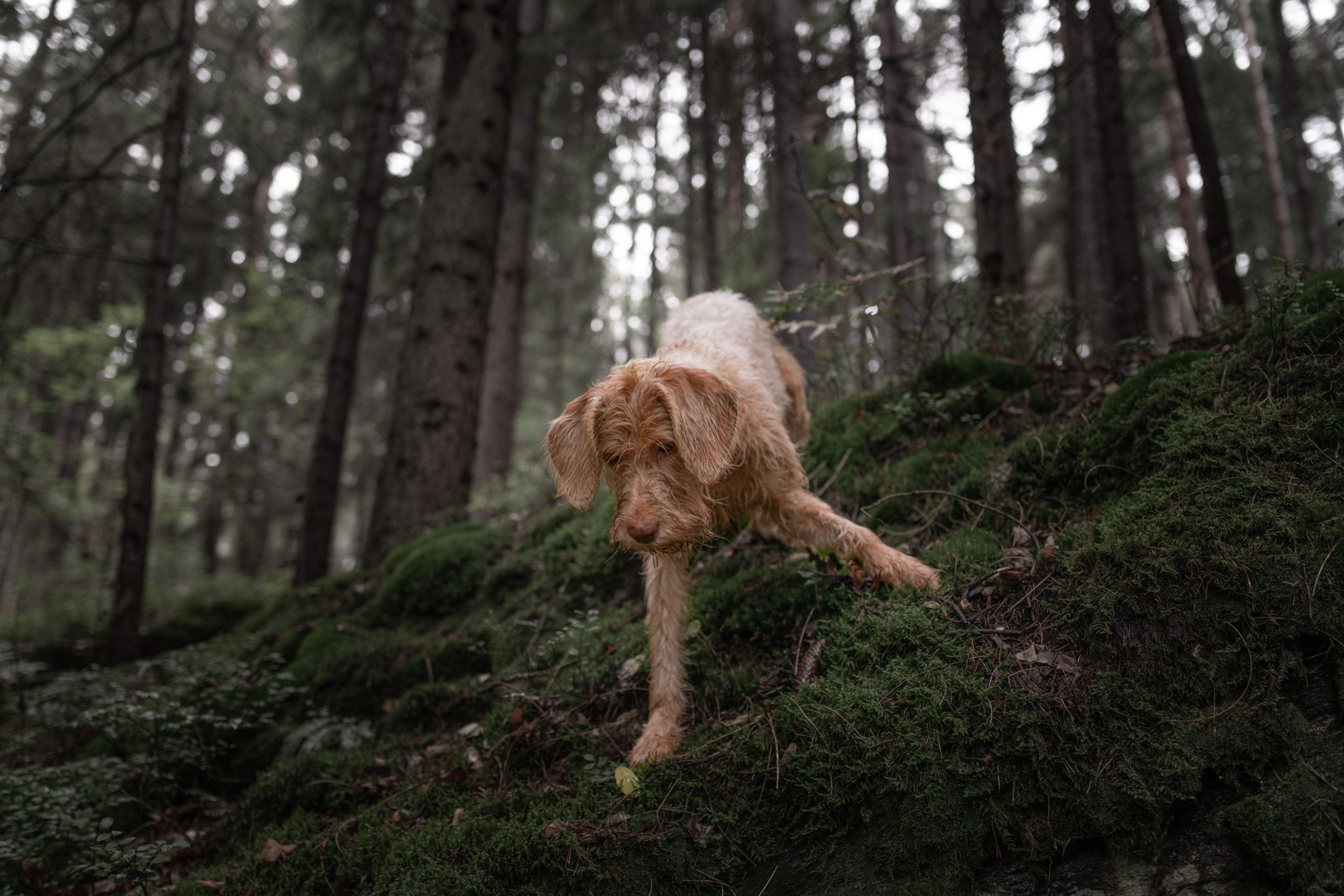 Cane in ambiente naturale
