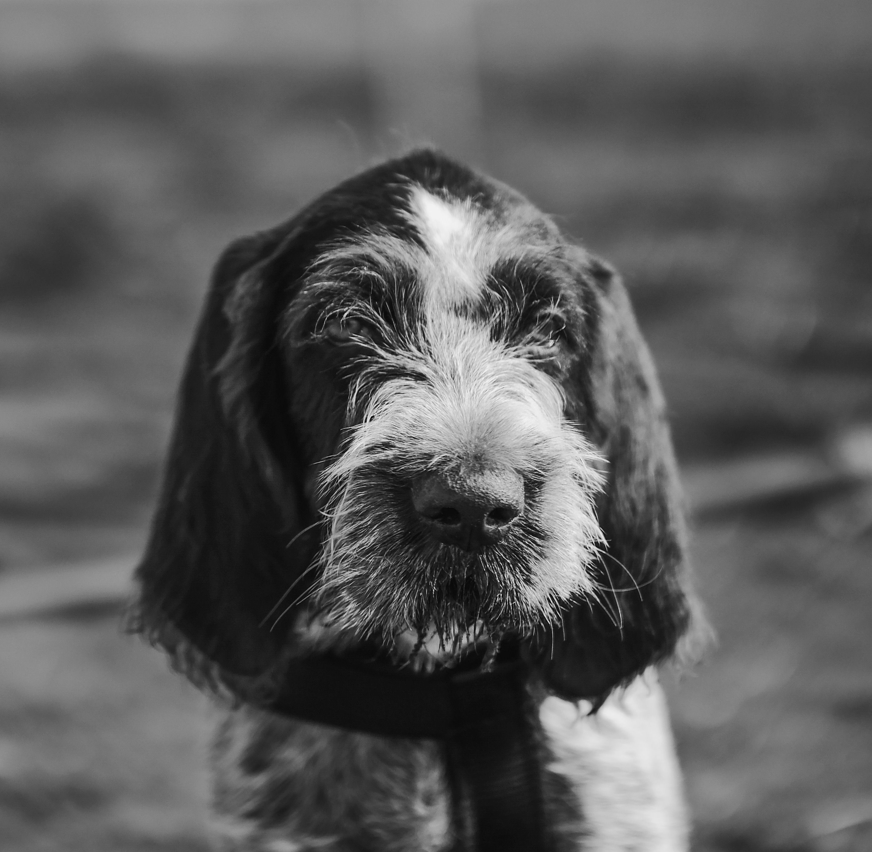 Entspannter Hund nach Wellnessbehandlung