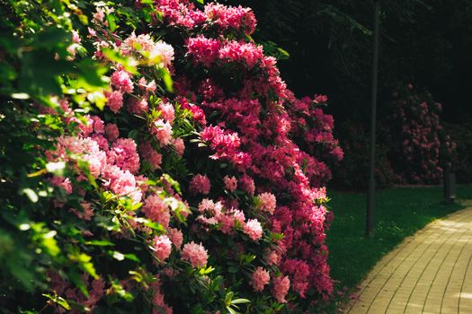 Vibrant pink rhododendron blossoms under sunlight in a serene garden setting.