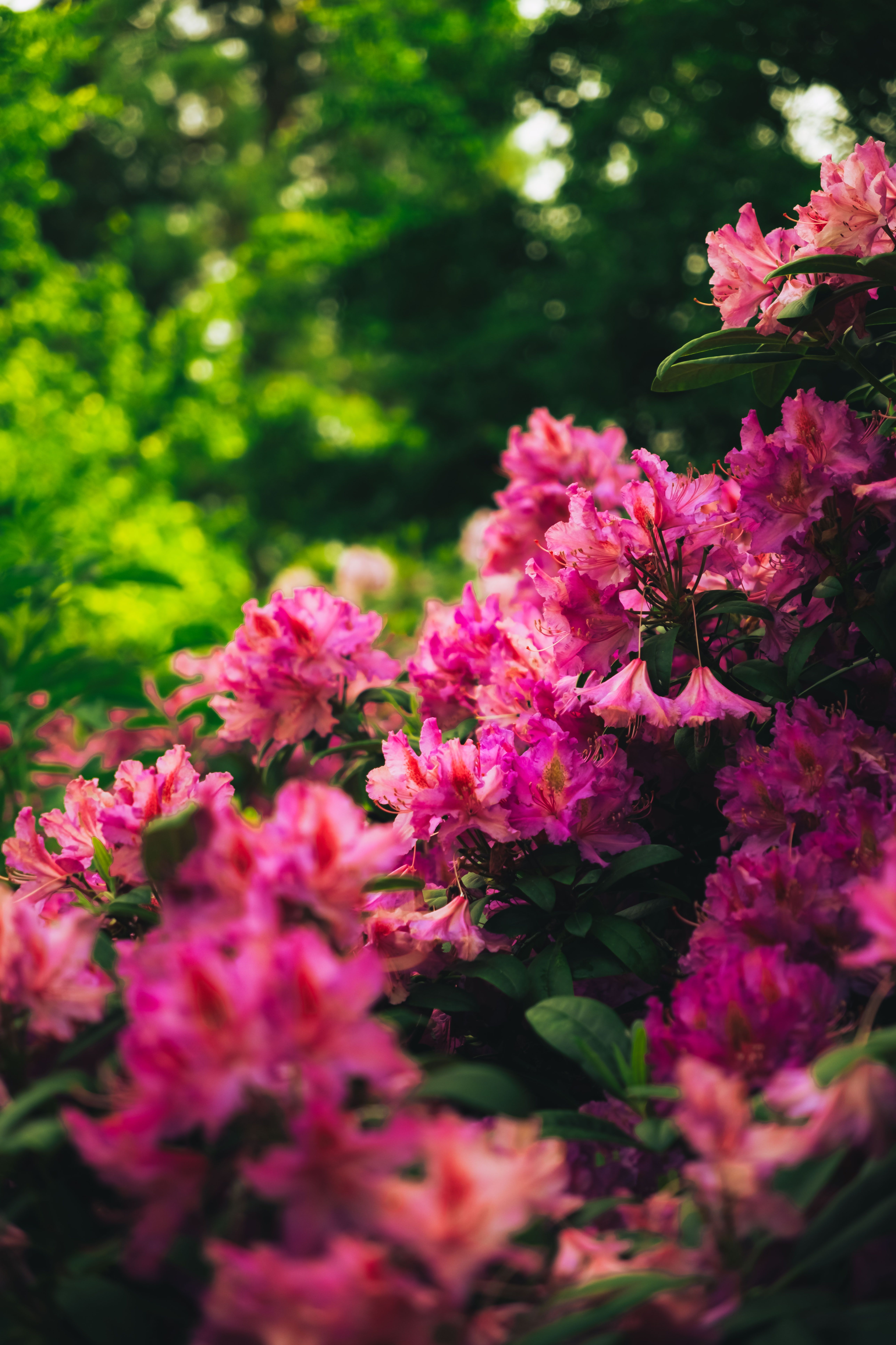[ColoSach]-capture-the-essence-of-nature-with-vibrant-pink-rhododendrons-blooming-in-a-lush-green-garden.