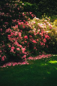 Lush pink rhododendron bush in full bloom with fallen petals on green grass, creating a moody garden scene.