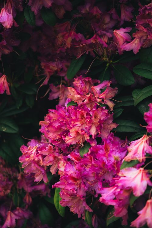 Free Close-up of pink rhododendron blossoms against lush green leaves creating a moody, elegant floral backdrop. Stock Photo