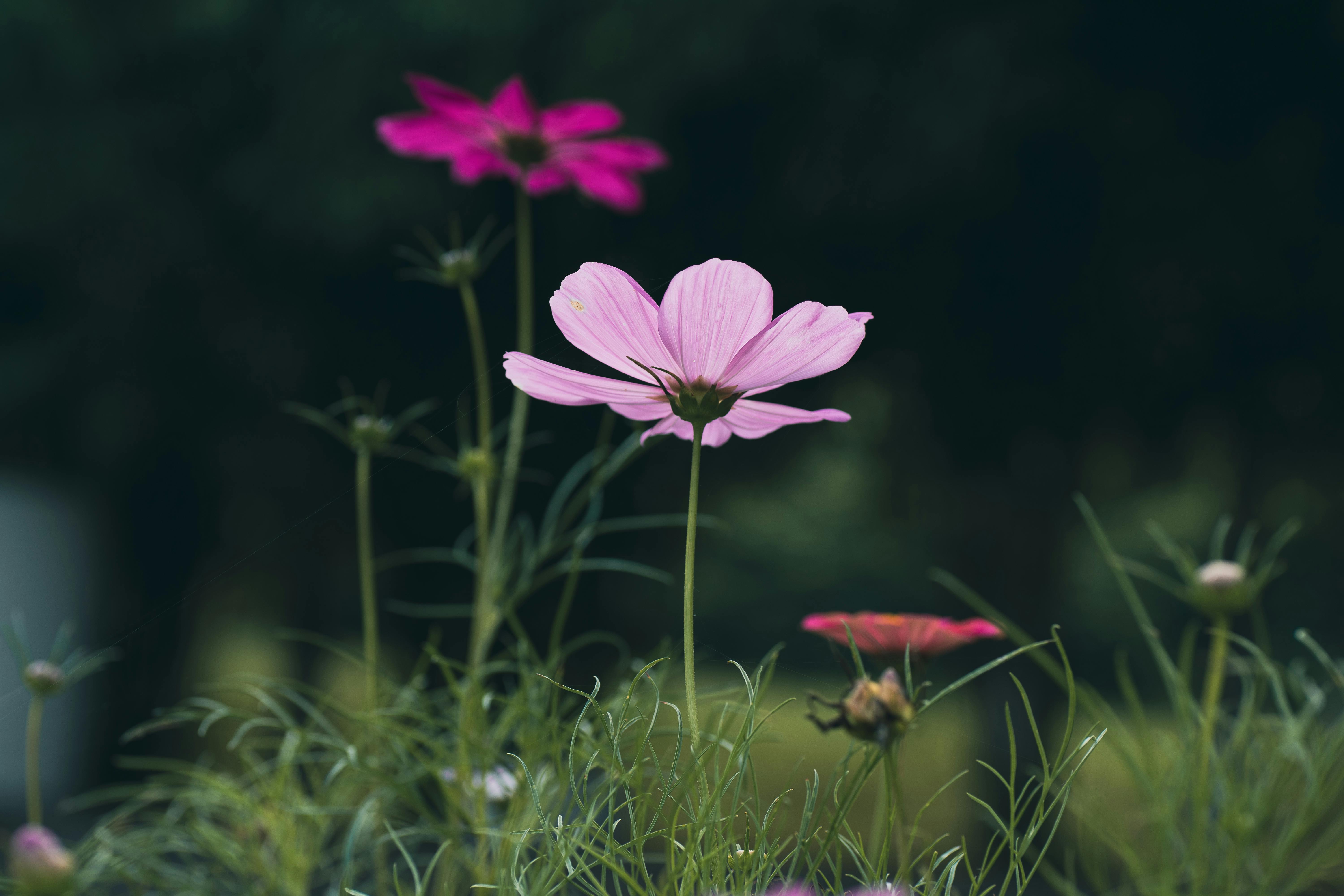 Serene pink Cosmos flowers on tall stems blooming naturally in an outdoor setting.