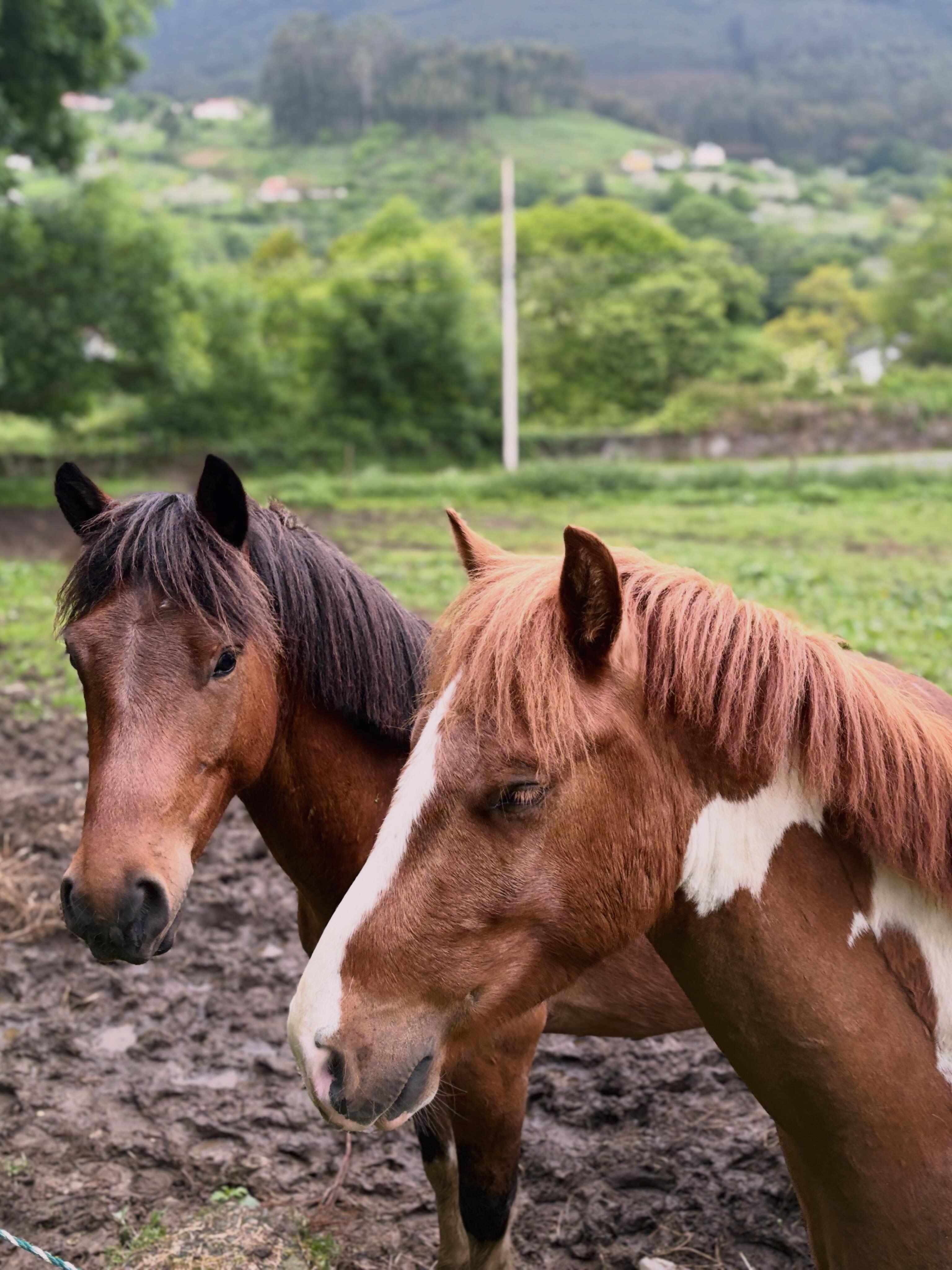 Two horses in a vibrant green pasture surrounded by trees and hills. Perfect for nature themes.