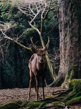 Serene portrait of a deer in the tranquil forests of Nara Park, Japan.