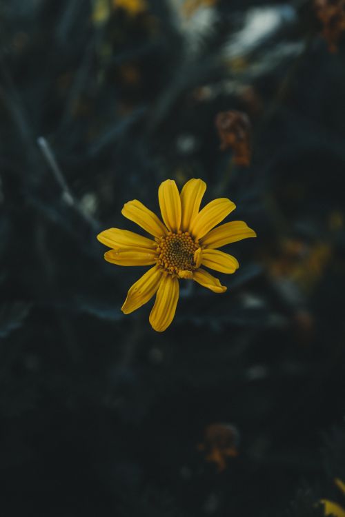 Free A vivid yellow daisy flower stands out against a dark, muted background, creating a striking contrast. Stock Photo