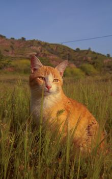 A serene ginger cat rests in a sunlit meadow with hills in the background.
