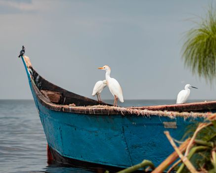 Elegant egrets perched on a vibrant blue boat in Kendu Bay, showcasing serene wildlife and nature.